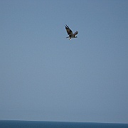 Picture 019